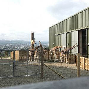 Giraffes