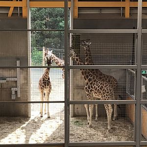Giraffes indoors