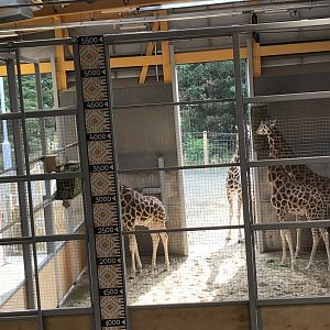 Giraffes indoors