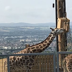 Giraffe