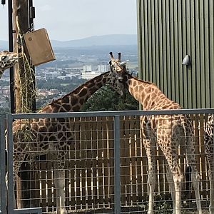 Giraffes