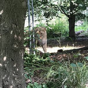 Asiatic Lion “Roberta”