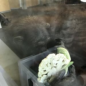 Chimpanzee “Helen” with a Cauliflower