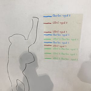 Chimpanzee measurements