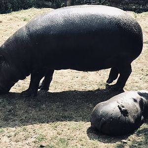 Pygmy hippo baby