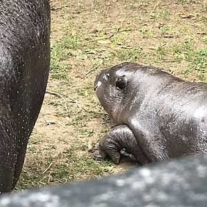 Pygmy hippo baby
