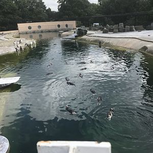 Penguins in the pool