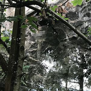 Spot the Scottish wildcat