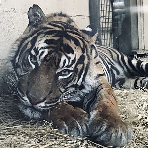 Sumatran tiger “Dharma”