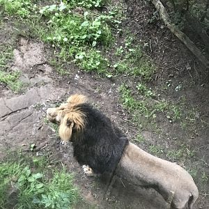 Asiatic lion “Jayendra”