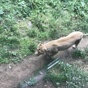 Asiatic lion “Roberta”