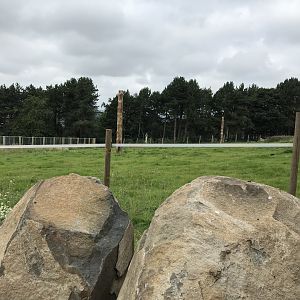 Grassy part of the giraffe enclosure