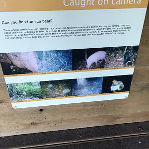 Camera trap signage in sun bear viewing area