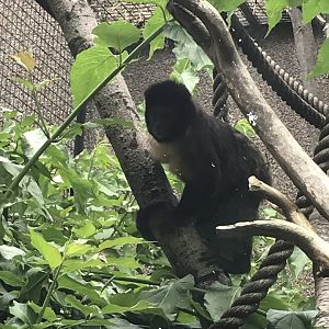 Yellow breasted capuchin