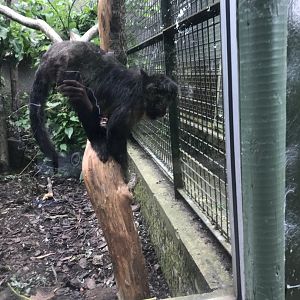 Yellow breasted capuchin