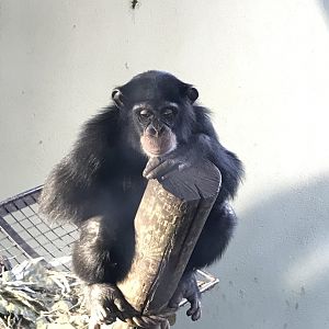 Young chimpanzee “Velu”