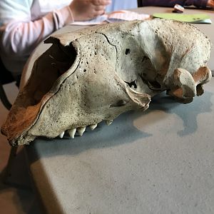 Seal skull