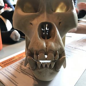 Male gorilla skull