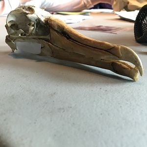 Albatross skull