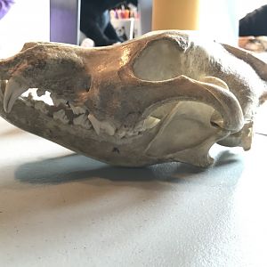 Medium sized dog skull