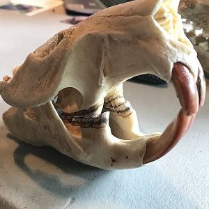 Beaver skull