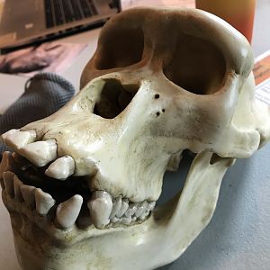 Female gorilla skull