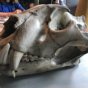 Big cat skull