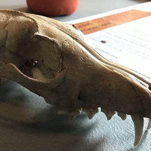 Fox skull