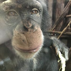 Chimpanzee “Velu”