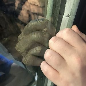 Chimpanzee hand and human hand