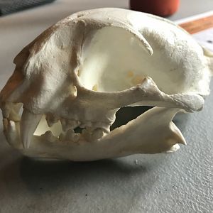 Bobcat skull