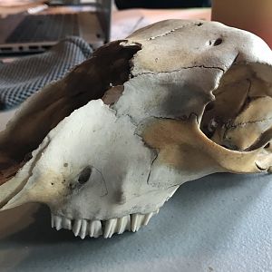 Sheep skull