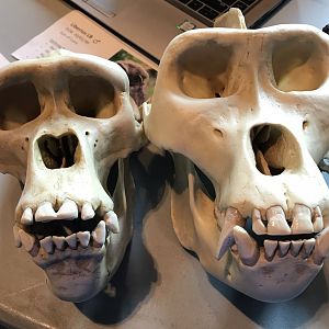 Male and female gorilla skull