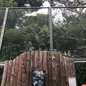 Spot the Scottish wildcat