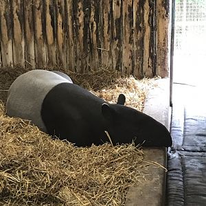 Malayan tapir