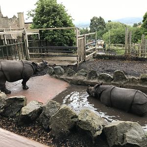 Indian rhinos