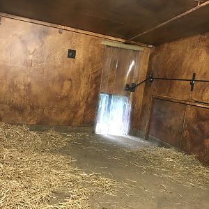 Red river hog Indoors