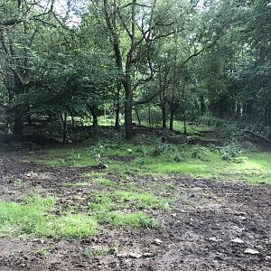 Spot the red river hog