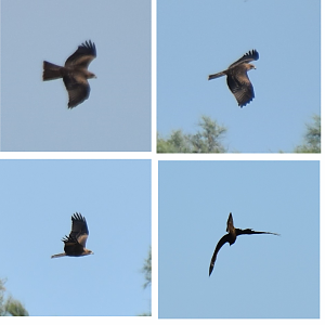 ID please - Golden or Booted eagle?