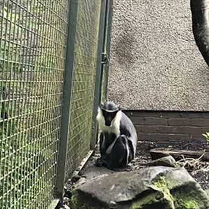 Diana monkey
