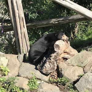 Sun bear