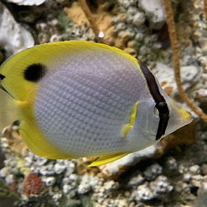 Spotfin Butterflyfish (Chaetodon ocellatus)