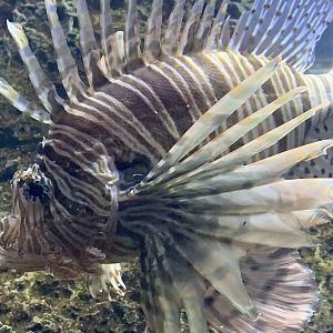 Red Lionfish (Pterois volitans)