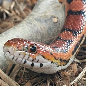Corn Snake (Pantherophis guttatus)