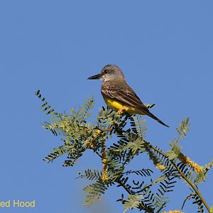 tropical kingbird