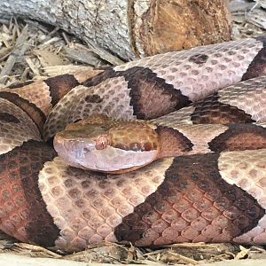 Copperhead (Agkistrodon contortrix)