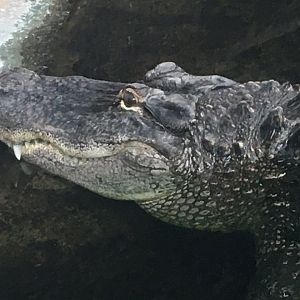 American Alligator (Alligator mississippiensis)