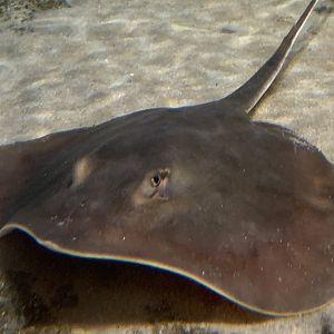 Atlantic Stingray (Dasyatis sabina)