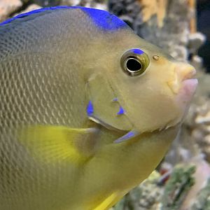 Bermuda Blue Angelfish (Holacanthus bermudensis)