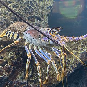 Caribbean Spiny Lobster (Panulirus argus)